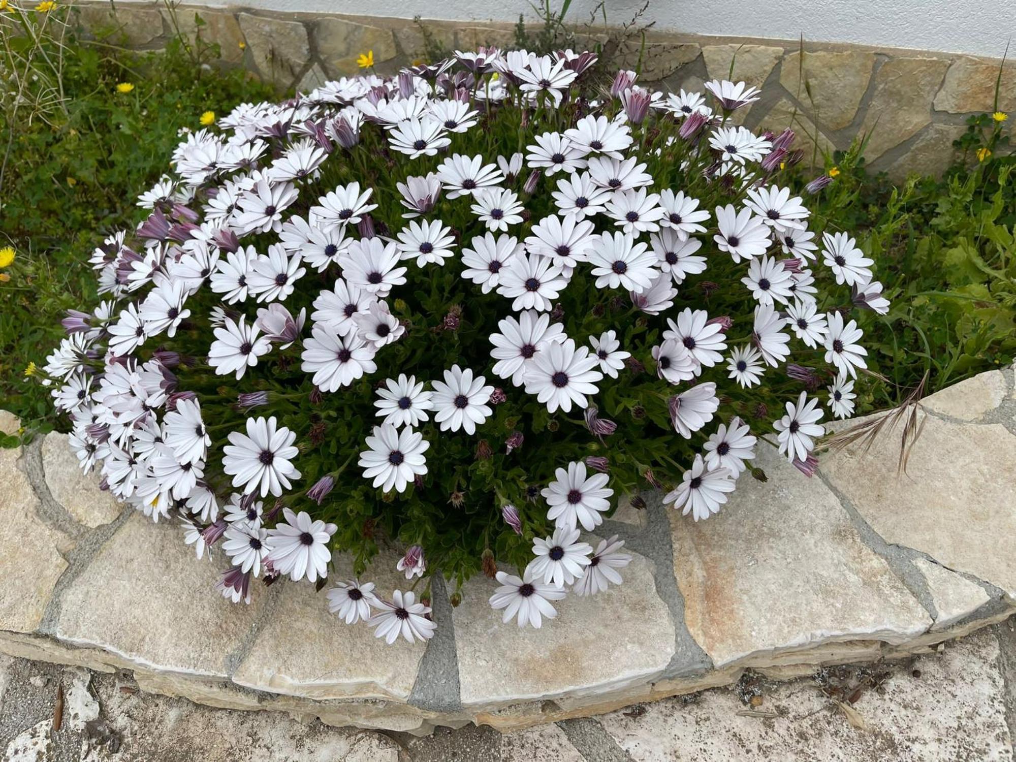 Vila Fiori Di Campo Sciacca Exteriér fotografie